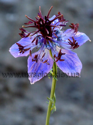��������, �������, nigella
