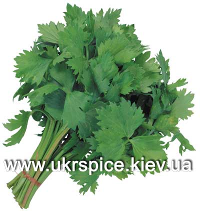 http://ukrspice.kiev.ua/spices/celery_ukrspice1.jpg