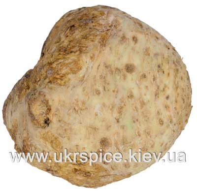 http://ukrspice.kiev.ua/spices/celery_ukrspice2.jpg