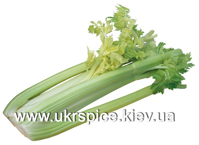 сельдерей, celery