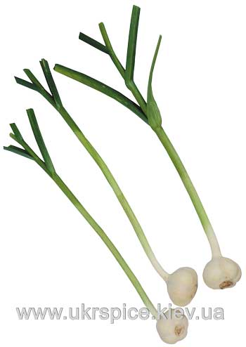 чеснок, garlic 